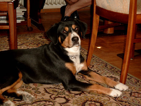 Entlebucher Sennenhund Kimba 