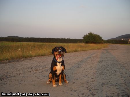 Entlebucher Sennenhund Hunde Foto 13877 Entlebucher Sennenhund Calvin von der Linde 19 monate