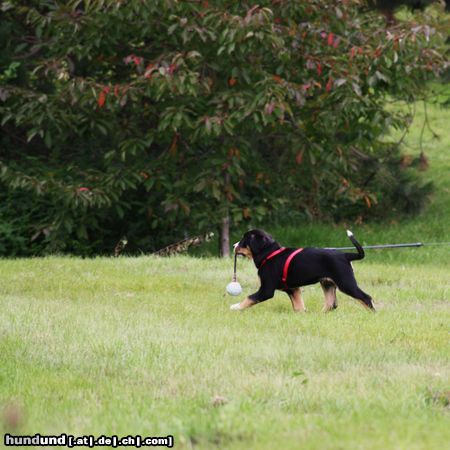 Entlebucher Sennenhund So! jetzt habe ich endlich den Ball