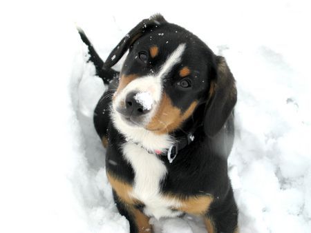 Entlebucher Sennenhund Hörby liebt den Schnee
