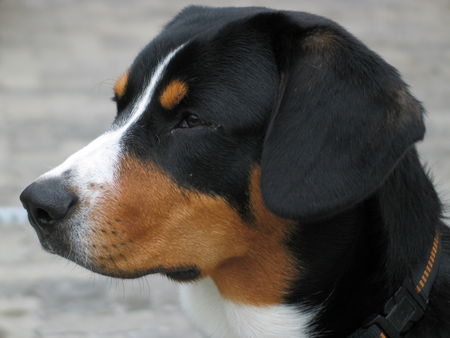 Entlebucher Sennenhund Alles im Griff