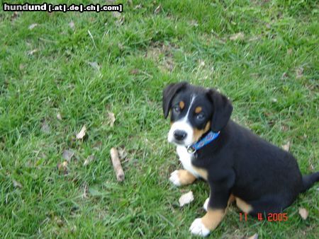 Entlebucher Sennenhund Hunde Foto 20298 Entlebucher Sennenhund