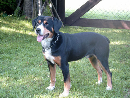 Entlebucher Sennenhund Kimba, der Spielteufel...