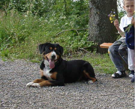 Entlebucher Sennenhund Kimba 