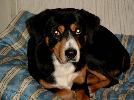 Entlebucher Sennenhund Kimba 