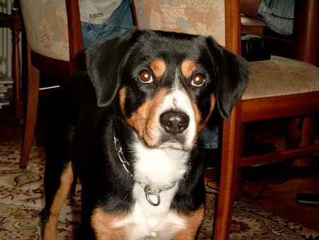 Entlebucher Sennenhund Kimba 