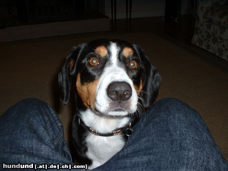 Entlebucher Sennenhund Hunde Foto 10242 Entlebucher Sennenhund Unser Entlebucher Sennenhund Randa des joyeuses gambades