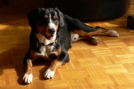 Entlebucher Sennenhund Sabo