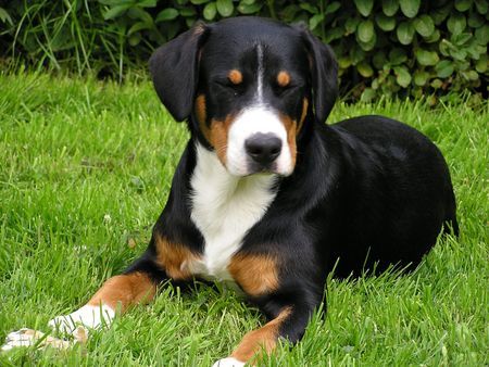 Entlebucher Sennenhund Kimo vom Warnowufer(genannt ,,Balu'') 6Monate