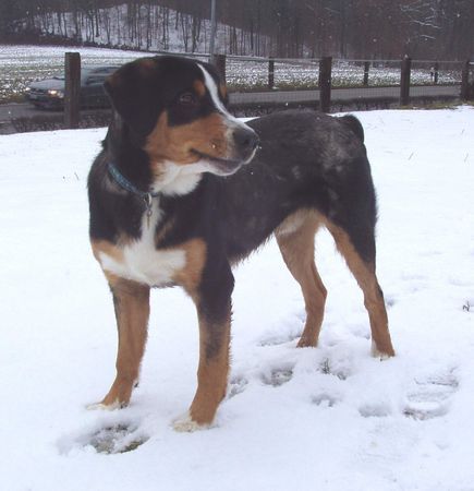 Entlebucher Sennenhund Hunde Foto 27060 in höherer Auflösung ansehen Entlebucher Sennenhund taro
