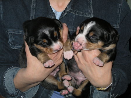 Entlebucher Sennenhund Hunde Foto 32342 in höherer Auflösung ansehen Entlebucher Sennenhund Remus und Romulus