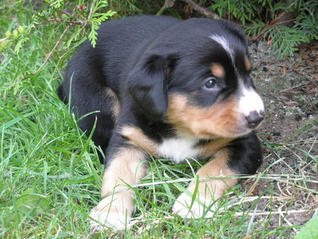 Entlebucher Sennenhund Es ist so angenehm draussen...