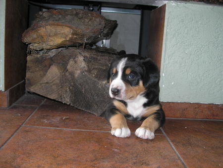 Entlebucher Sennenhund Remus in neue Platz