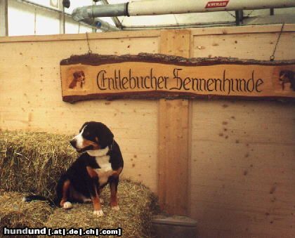 Entlebucher Sennenhund Quinto vom Chöpfli