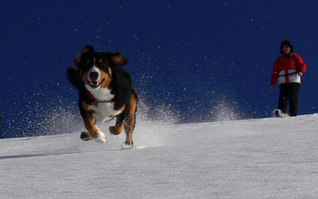 Entlebucher Sennenhund Sabo