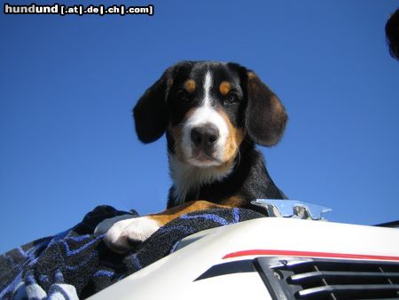Entlebucher Sennenhund Hunde Foto 25065 in höherer Auflösung ansehen Entlebucher Sennenhund