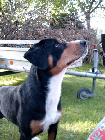 Entlebucher Sennenhund Kimba 