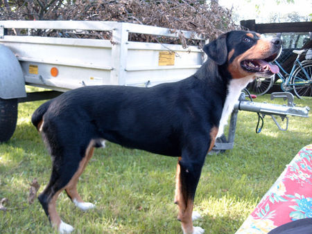 Entlebucher Sennenhund Kimba 