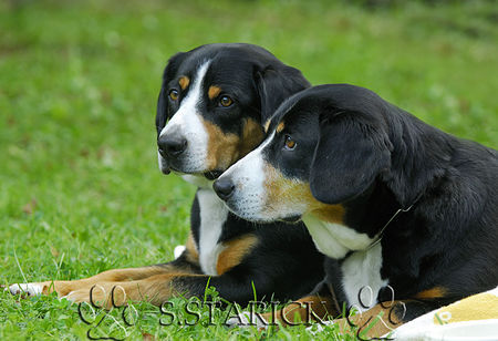 Entlebucher Sennenhund Entlebucher