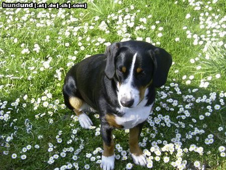 Entlebucher Sennenhund Hunde Foto 3386 Entlebucher Sennenhund Entlebucher Sennenhund, 10 Monate
