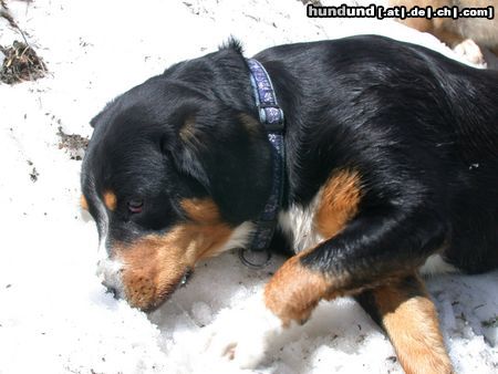 Entlebucher Sennenhund Hunde Foto 24918 in höherer Auflösung ansehen Entlebucher Sennenhund unsere Entlebucher Trudi und Emmi
