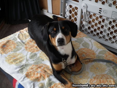 Entlebucher Sennenhund Pacco im Sonnenraum