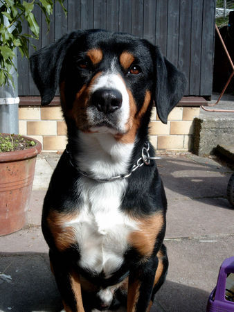 Entlebucher Sennenhund Kimba 