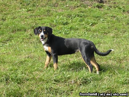 Entlebucher Sennenhund Hunde Foto 17218 in höherer Auflösung ansehen Entlebucher Sennenhund Gardi von der Joderten, genannt Käthi (7 Monate)