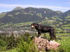 Entlebucher Sennenhund Hund