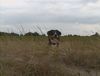 Entlebucher Sennenhund Foto: Dexter vom Windhuk an der Nordsee (ID 5721) Entlebucher Sennenhund Hund