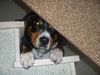 Entlebucher Sennenhund Hund