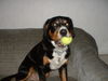 Entlebucher Sennenhund Hund