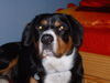 Entlebucher Sennenhund Hund