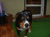 Entlebucher Sennenhund Hund