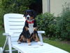 Entlebucher Sennenhund Hund