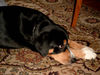 Entlebucher Sennenhund Hund