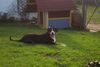 Entlebucher Sennenhund Foto: Entlebuchersennenhunde aus Hobbyzucht zeitweisse zu verkaufen (ID 2378) Entlebucher Sennenhund Hund
