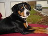 Entlebucher Sennenhund Hund