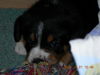 Entlebucher Sennenhund Hund