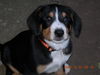 Entlebucher Sennenhund Hund