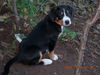 Entlebucher Sennenhund Hund