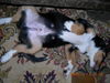 Entlebucher Sennenhund Foto: Lennox (ID 42149) Entlebucher Sennenhund Hund