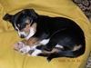 Entlebucher Sennenhund Hund