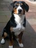 Entlebucher Sennenhund Hund