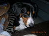 Entlebucher Sennenhund Hund