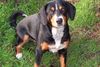 Entlebucher Sennenhund Foto: Donna (ID 9428) Entlebucher Sennenhund Hund