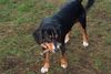 Entlebucher Sennenhund Foto: Donna hat immer Lust zum spielen (ID 9429) Entlebucher Sennenhund Hund