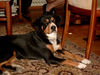 Entlebucher Sennenhund Hund