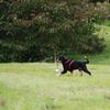 Entlebucher Sennenhund Hund