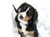 Entlebucher Sennenhund Hund